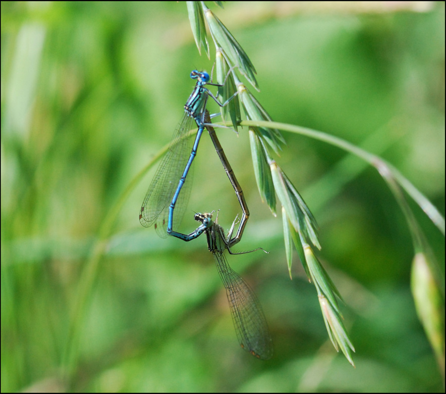 libellula con preda 10: Platycnemis pennipes in copula